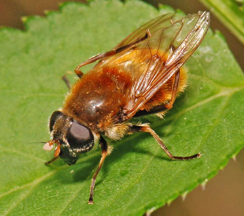Syrphidae: Cheilosia chrysocoma (female) (1)