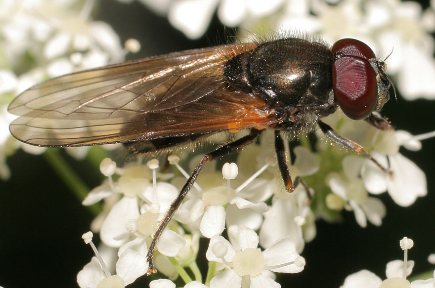 Syrphidae: Cheilosia pallipes (male) (1)