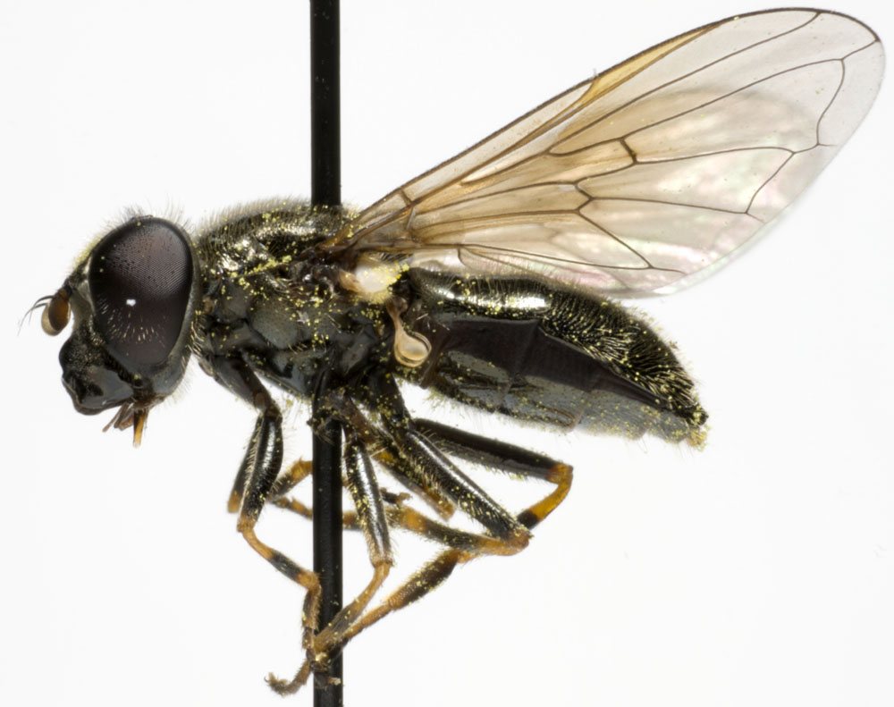 Syrphidae: Cheilosia vernalis (female) (1)