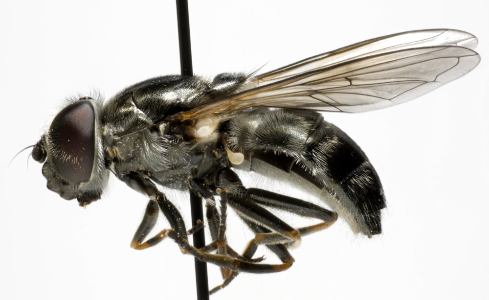 Syrphidae: Cheilosia vulpina (female) (1)