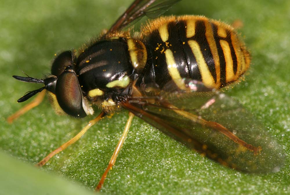 Syrphidae: Chrysotoxum arcuatum (male) (4)