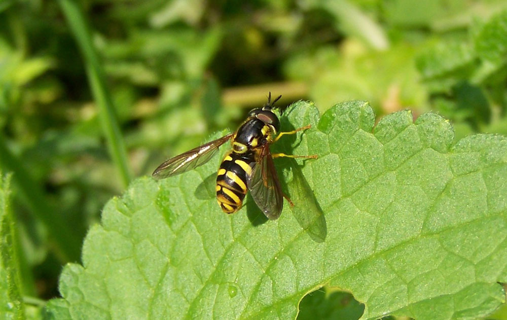 Syrphidae: Chrysotoxum intermedium (male) (5)
