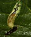 Xanthandrus comtus (larva) (3)