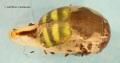 Xanthandrus comtus (puparium) (1)