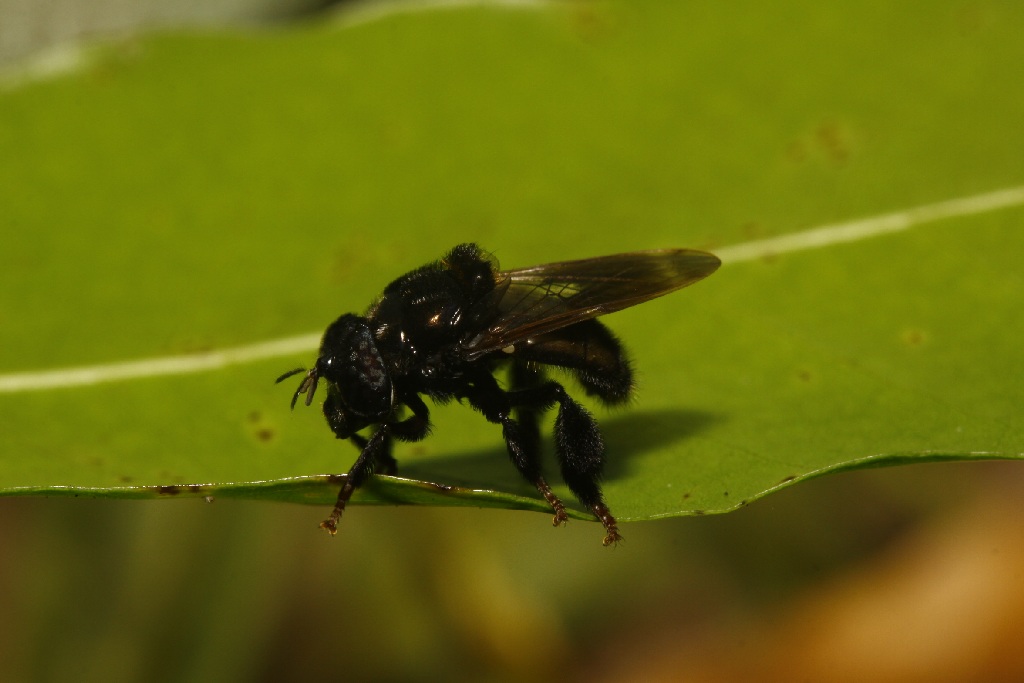 Syrphidae: Copestylum sp. 4 (male) (1)