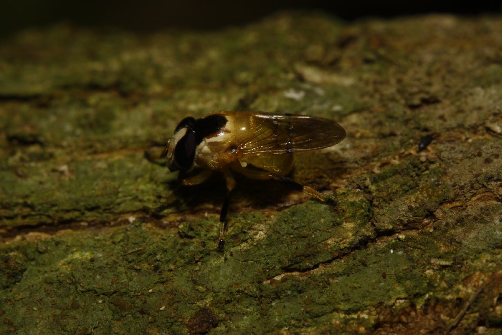 Syrphidae: Copestylum sp. 5 (female) (2)