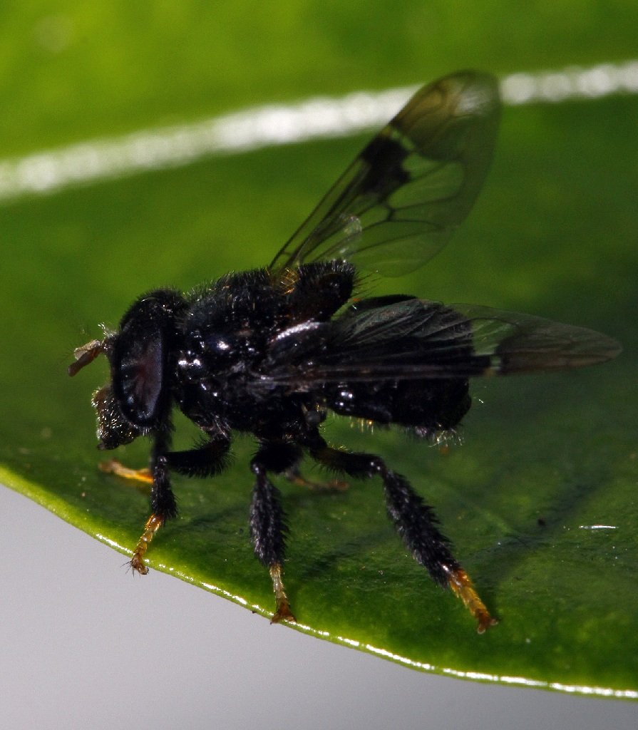 Syrphidae: Copestylum sp. 9 (male) (1)