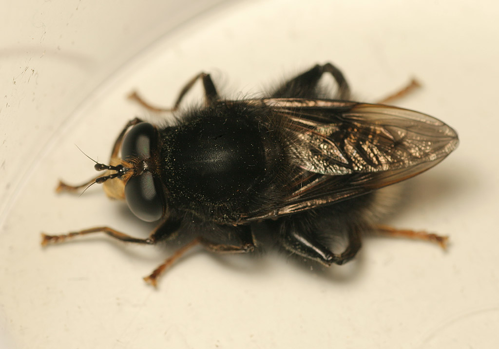 Syrphidae: Criorhina ranunculi (male) (2)
