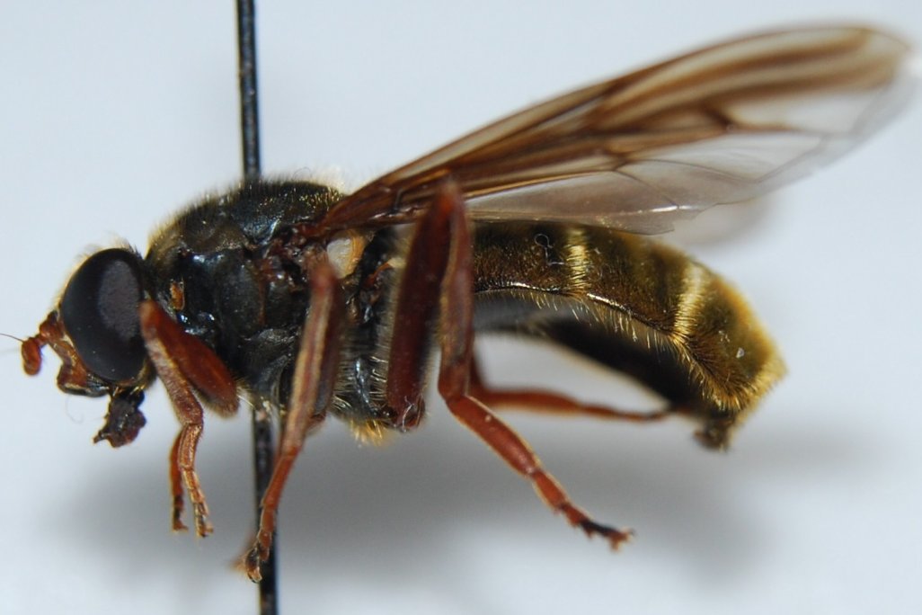 Syrphidae: Hadromyia (Chrysosomidia) cimbiciformis (female) (2)