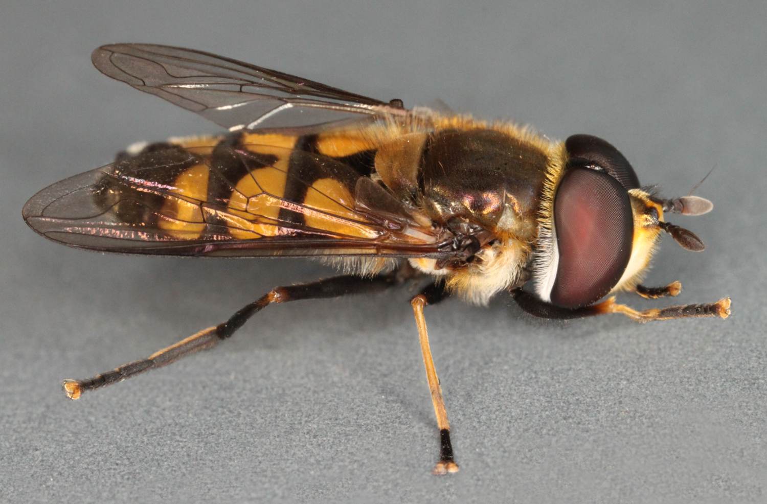 Syrphidae: Didea fasciata (male) (3)