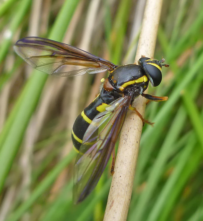 Syrphidae: Doros profuges (female) (4)