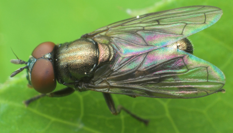 Syrphidae: Orthonevra geniculata (male) (2)