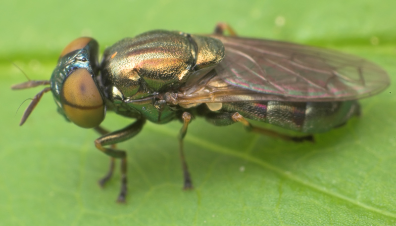 Syrphidae: Orthonevra elegans (female) (1)