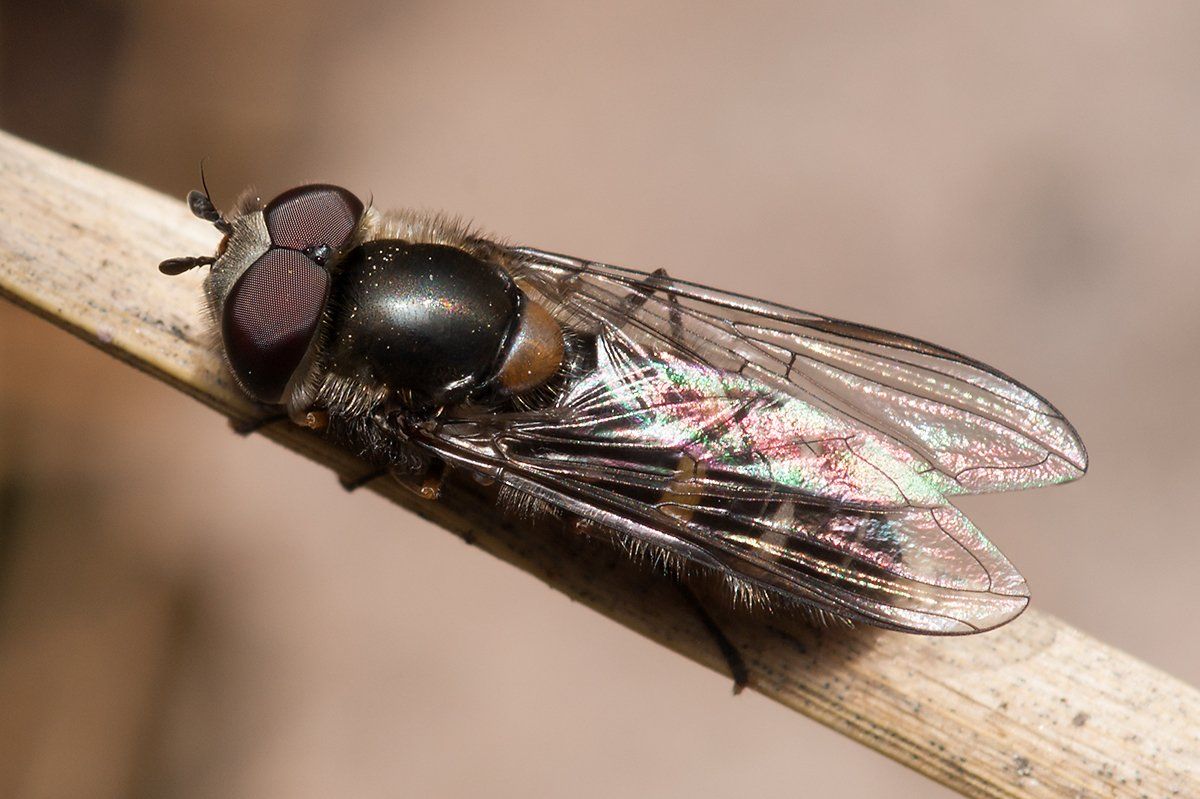Syrphidae: Melangyna lucifera (male) (1)