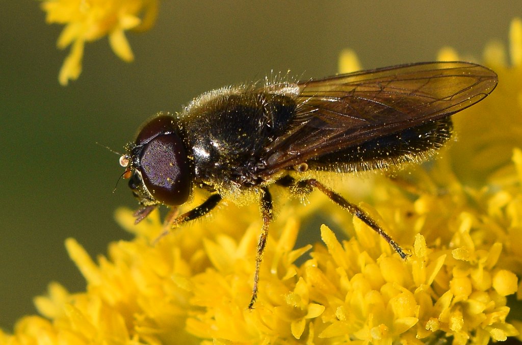 Syrphidae: Cheilosia bergenstammi (male) (3)