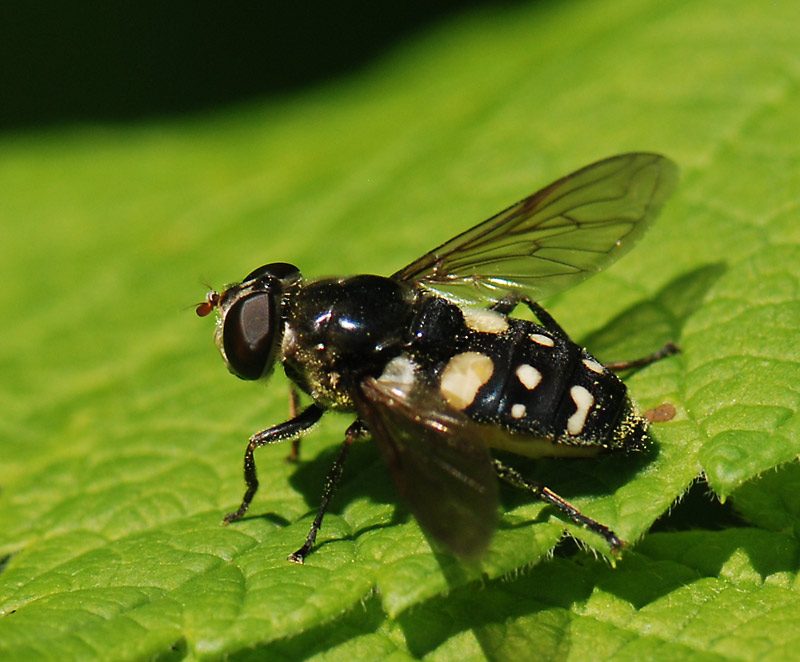 Syrphidae: Sericomyia lata (female) (1)