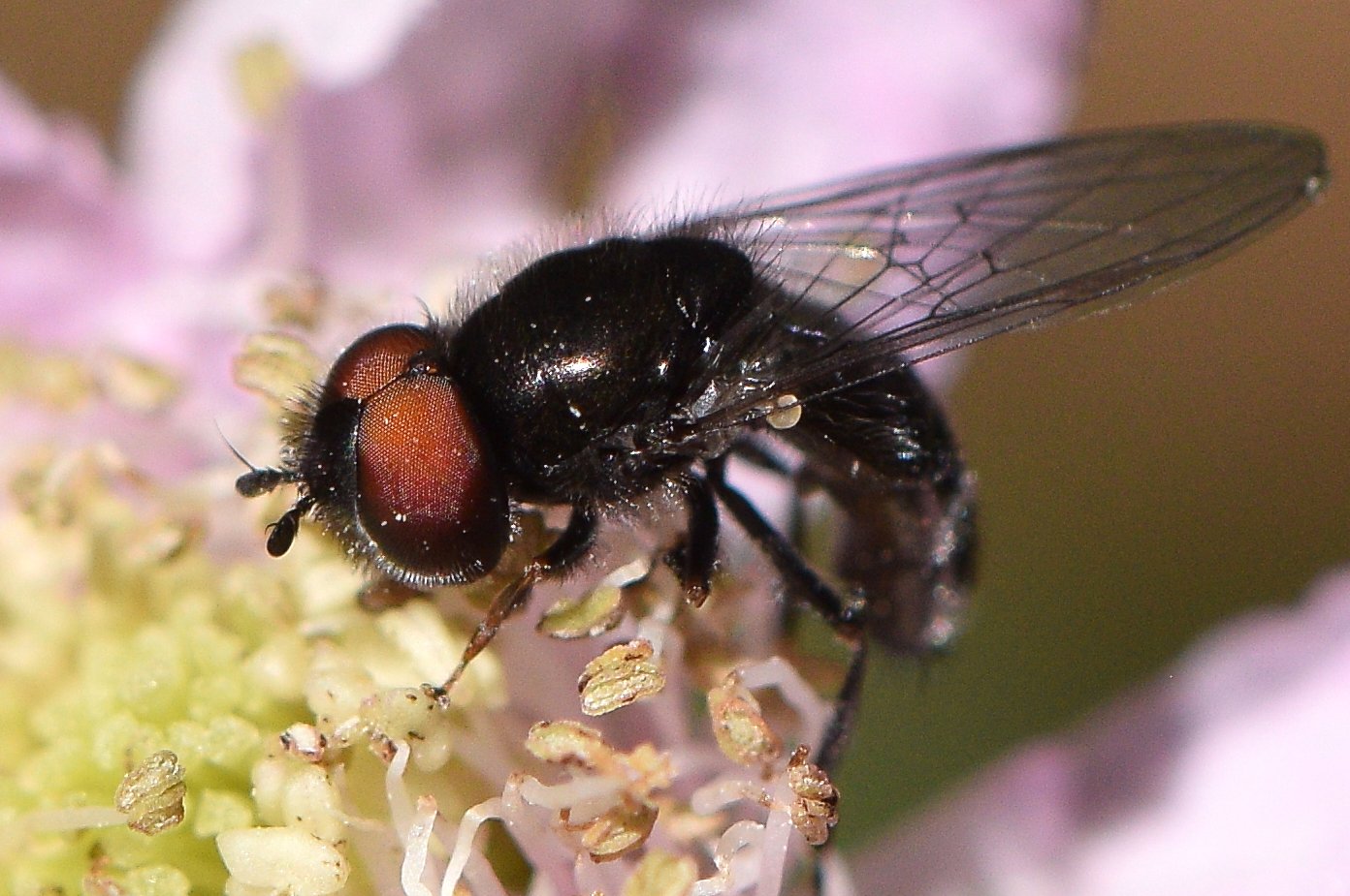 Syrphidae: Heringia (Neocnemodon) latitarsis (male) (2)
