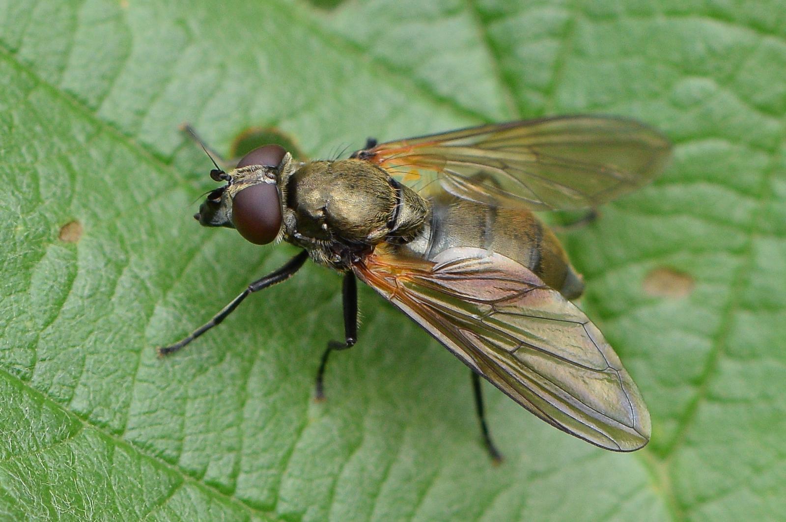 Syrphidae: Cheilosia personata (female) (2)