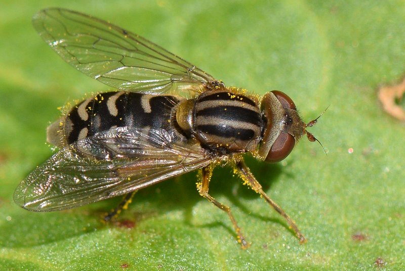 Syrphidae: Anasimyia interpuncta (female) (4)