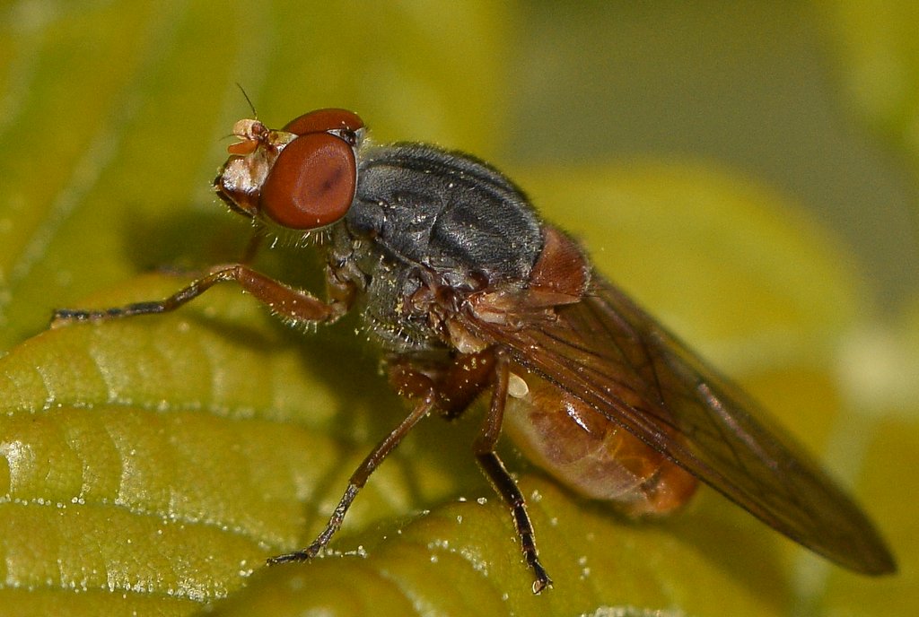 Syrphidae: Brachyopa pilosa (male) (1)
