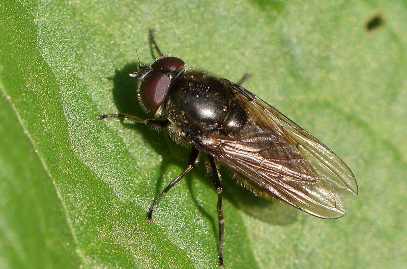 Syrphidae: Cheilosia lasiopa (male) (3)