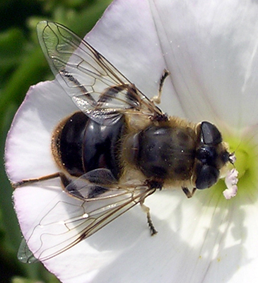 Syrphidae: Eristalis tenax (female) (1)