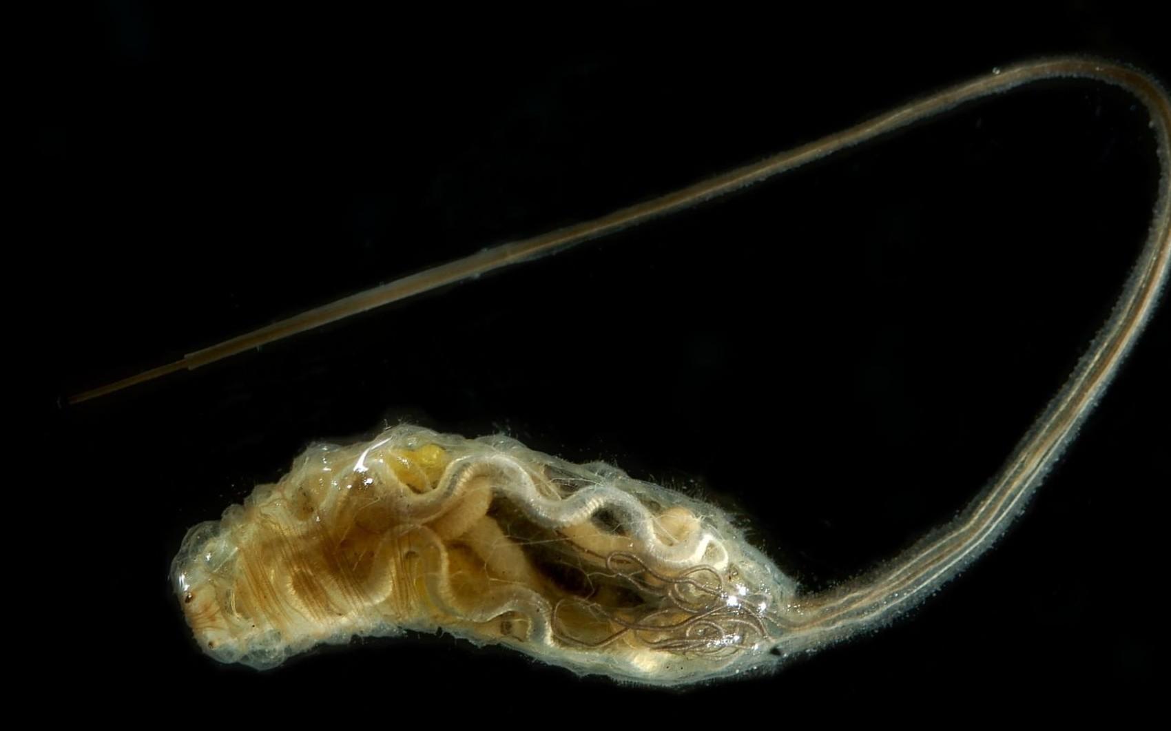 Syrphidae: Helophilus sp. (larva) (1)