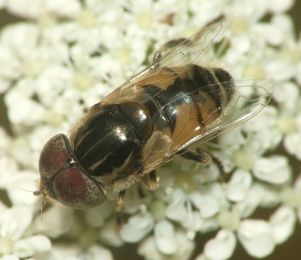Syrphidae: Eristalinus megacephalus (male) (1)