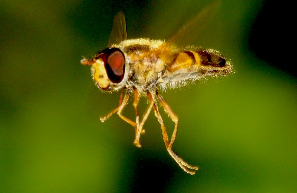 Syrphidae: Epistrophe eligans (male) (2)