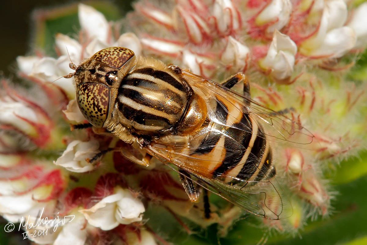 Syrphidae: Eristalinus megacephalus (female) (3)