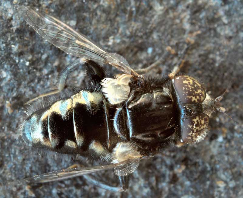 Syrphidae: Eristalinus sepulchralis (male) (2)