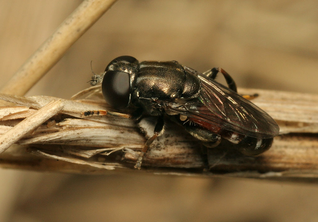 Syrphidae: Eumerus sabulonum (female) (1)