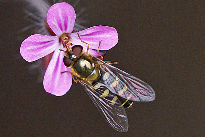Syrphidae: Eupeodes (Lapposyrphus) lapponicus (female) (1)