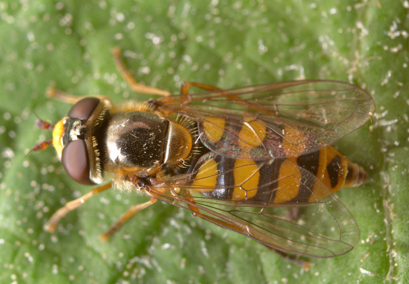 Syrphidae: Eupeodes latifasciatus (female) (1)