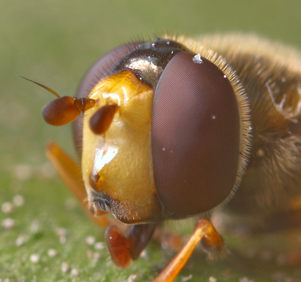 Syrphidae: Eupeodes latifasciatus (female) (2)