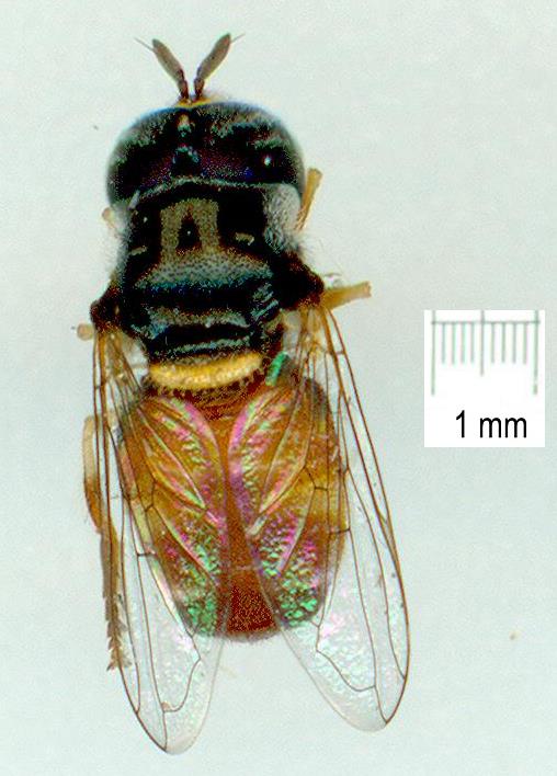 Syrphidae: Paragus crenulatus (1)
