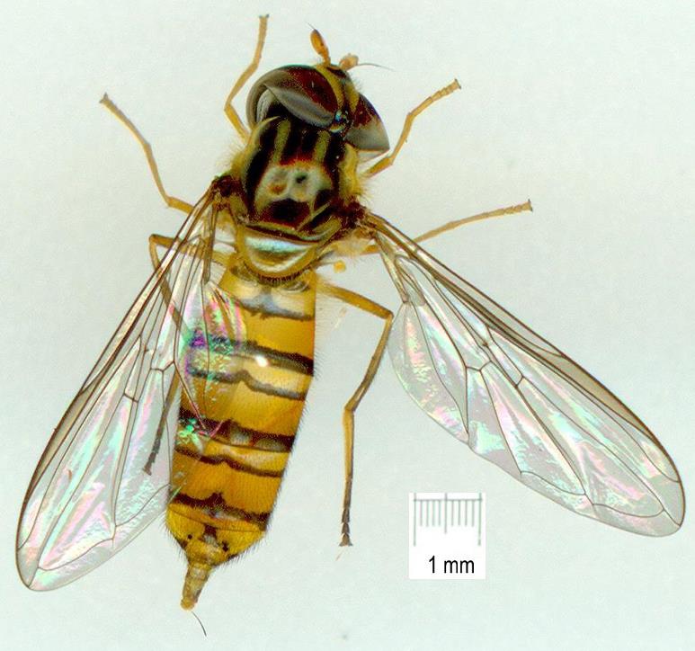 Syrphidae: Episyrphus sp. AUS1 (female) (1)
