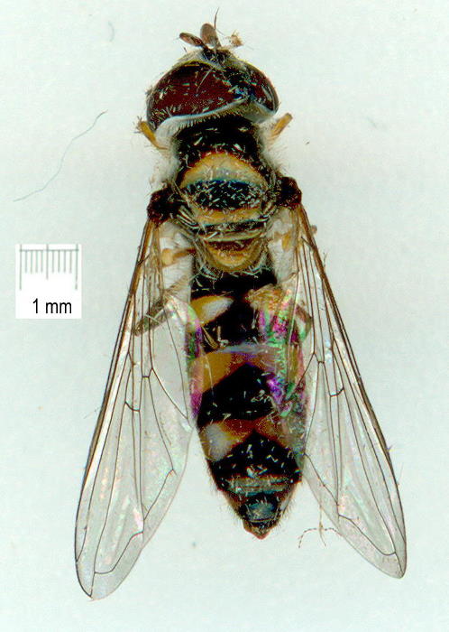 Syrphidae: Melangyna viridiceps (female) (1)