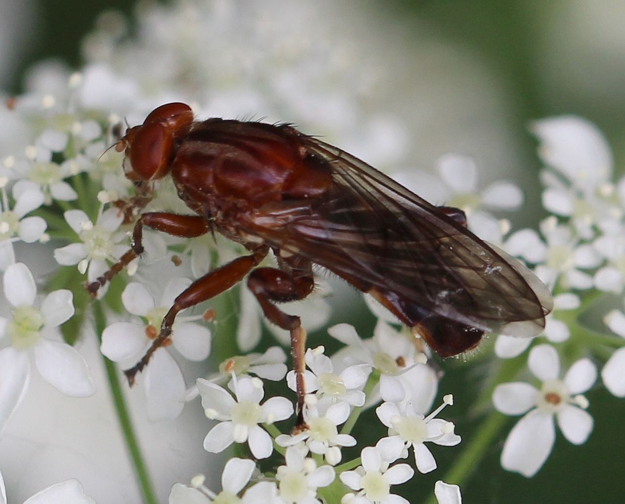 Syrphidae: Hammerschmidtia ferruginea (male) (6)