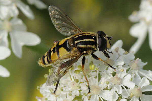 Syrphidae: Helophilus pendulus (female) (5)