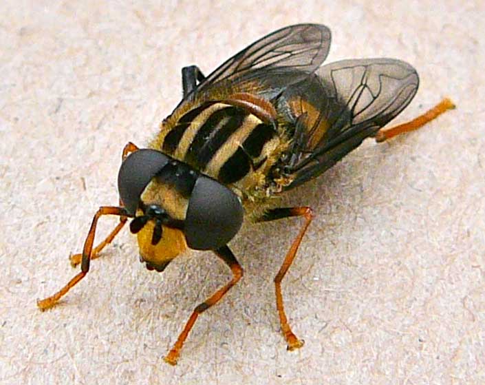Syrphidae: Helophilus antipodus (female) (1) 