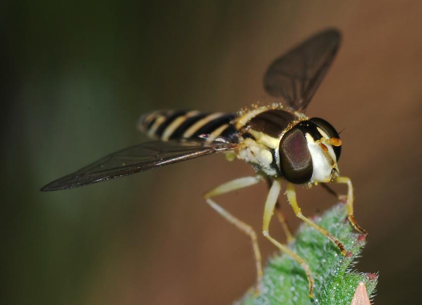 Syrphidae: Sphaerophoria scripta (female) (2)