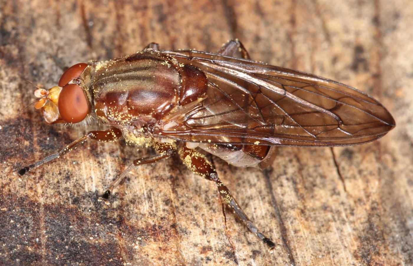 Syrphidae: Brachyopa panzeri (male) (2)