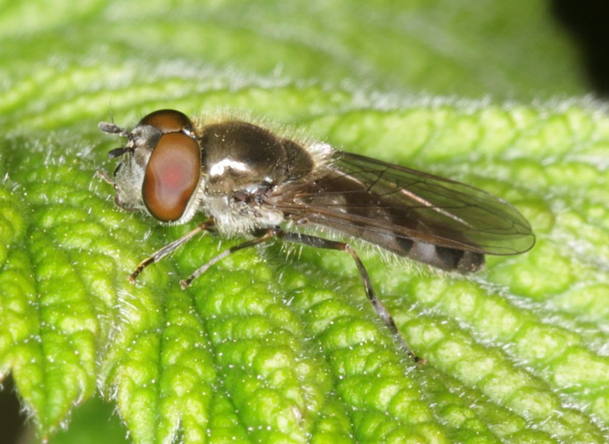 Syrphidae: Platycheirus ambiguus (male) 1