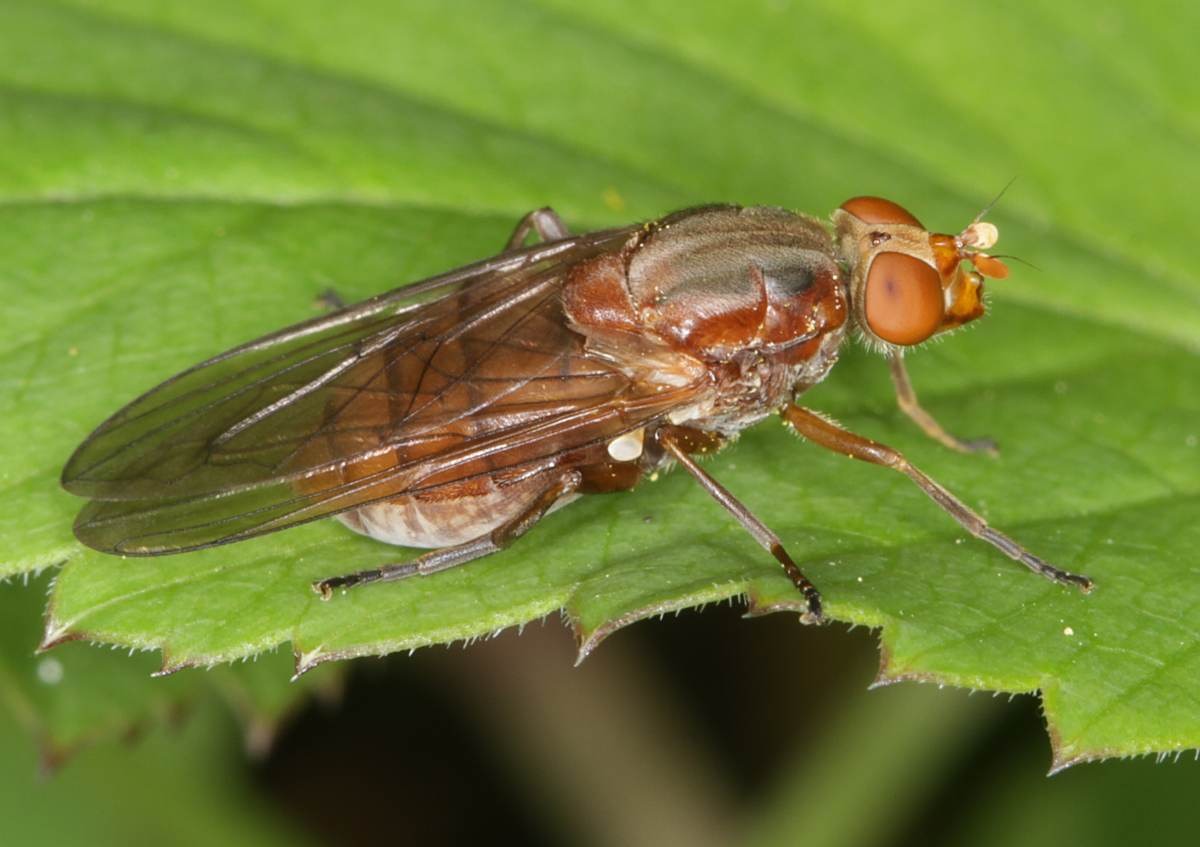 Syrphidae: Brachyopa cf. dorsata (female) (1)