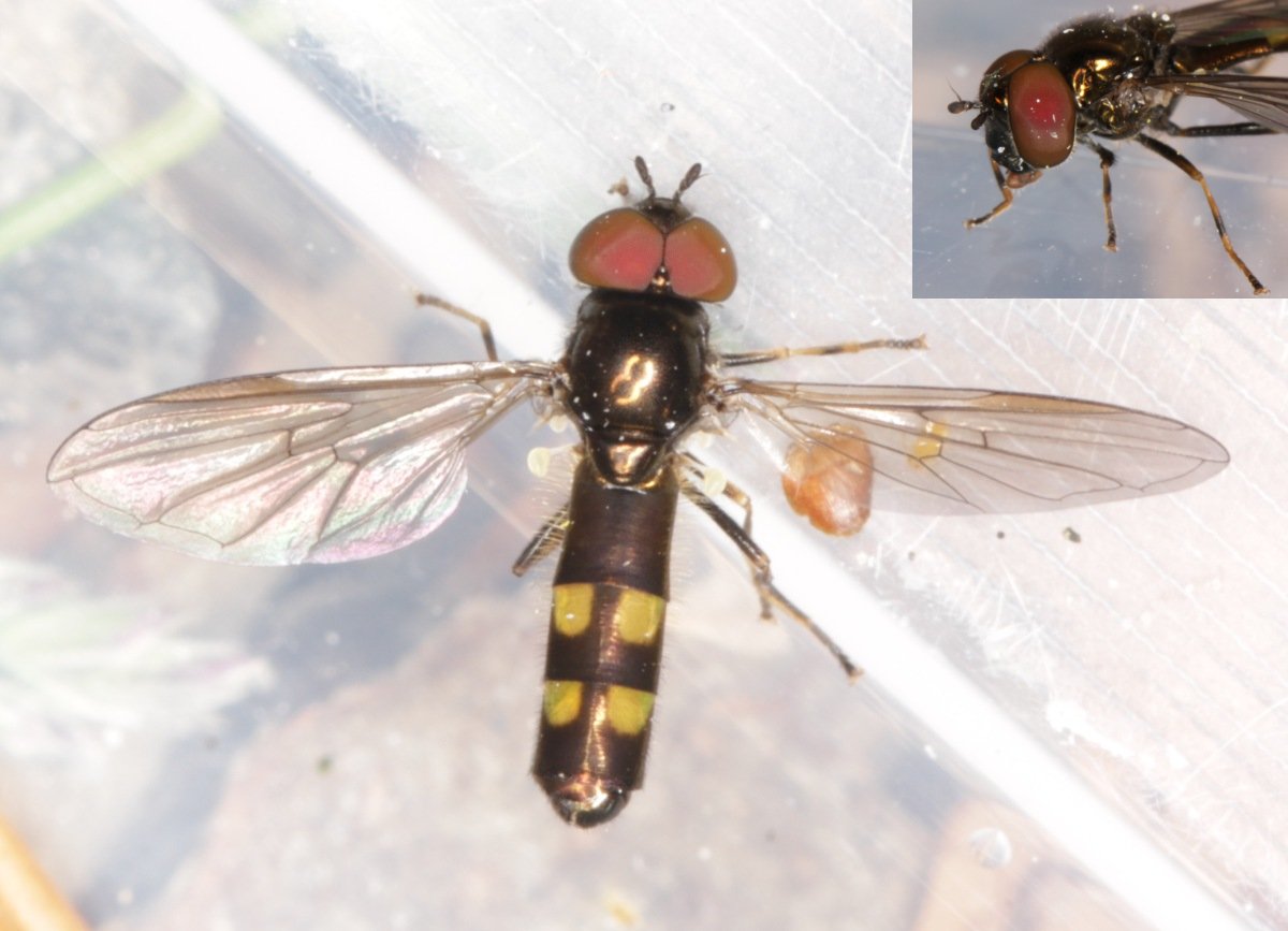 Syrphidae: Melanostoma mellinum (male) (4)