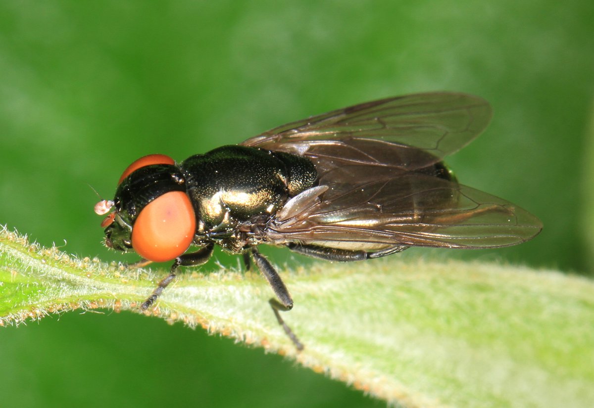 Syrphidae: Chrysogaster virescens (female) (1)