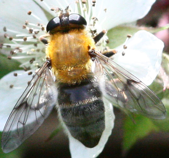 Syrphidae: Mallota cimbiciformis (female) (2)