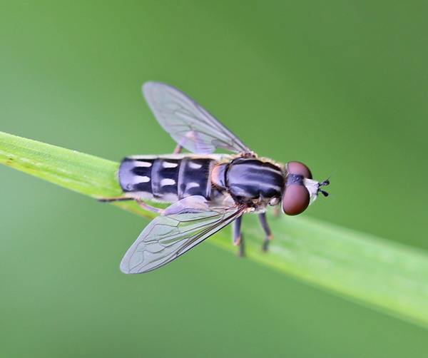Syrphidae: Lejops vittatus (male) (1)