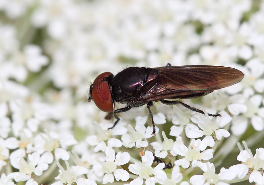 Syrphidae: Chrysogaster solstitialis (male) (2)